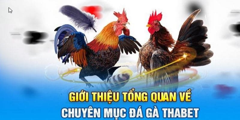 Giới thiệu đá gà thabet