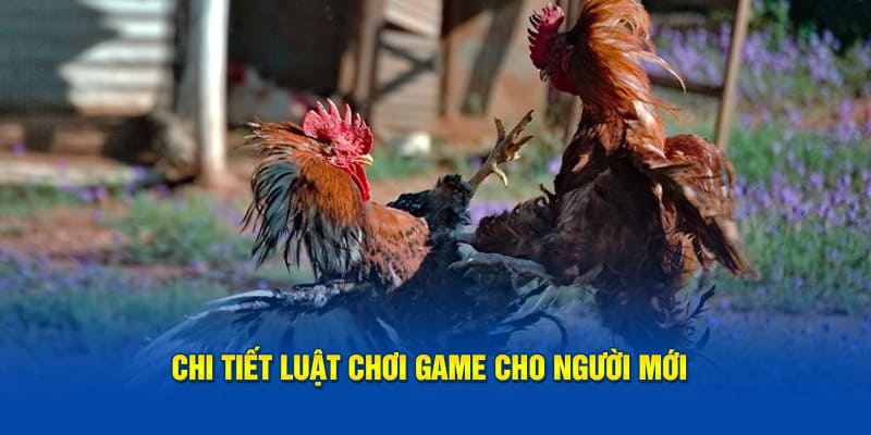 Luật chơi đá gà thomo