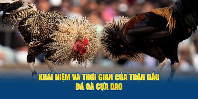 Đá gà cựa dao là gì?