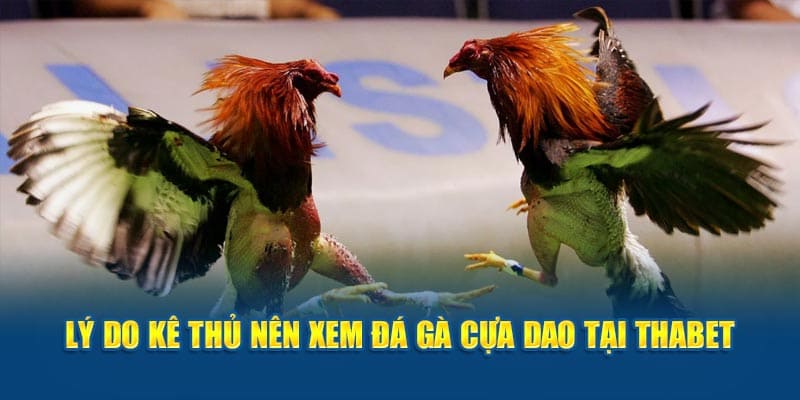 Tại sao nên xem đá gà cựa dao tại Thabet