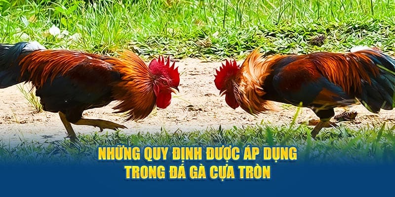 Luật chơi đá gà cựa tròn