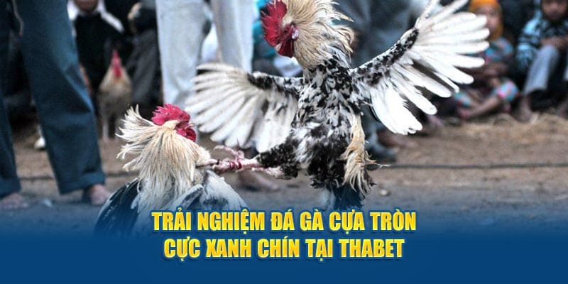 đá gà cựa tròn tại Thabet